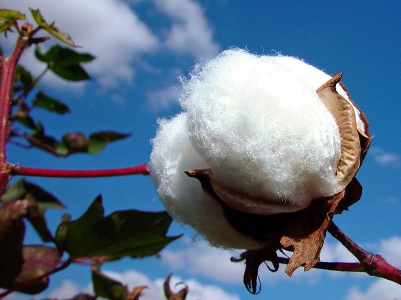 Vải cotton là gì? Ưu, nhược điểm và cách nhận biết
